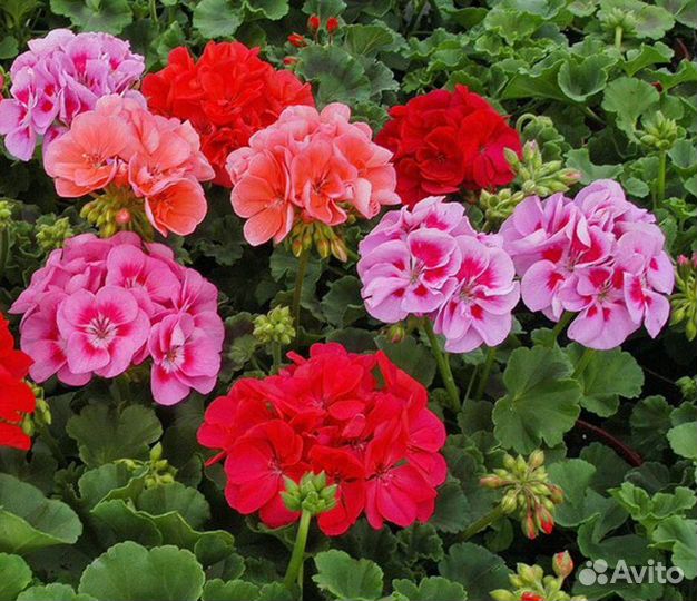 Герань (пеларгония)