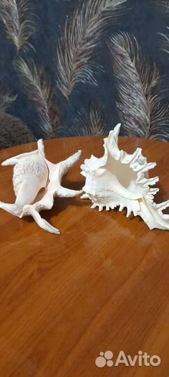 Ракушки для аквариума