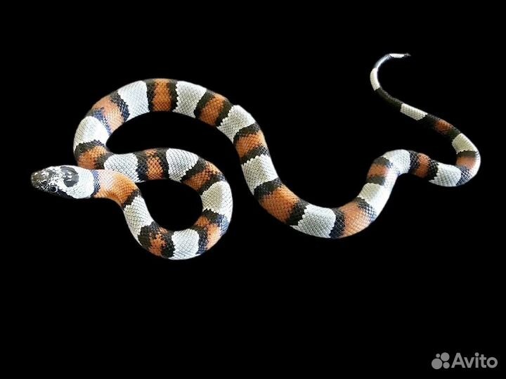 Королевская змея