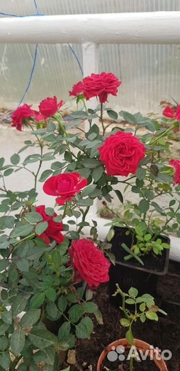 Комнатные розы