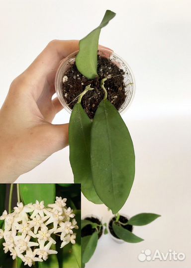 Хойя Hoya cagayanensis и Crimson Queen