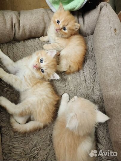 Кошка в дар