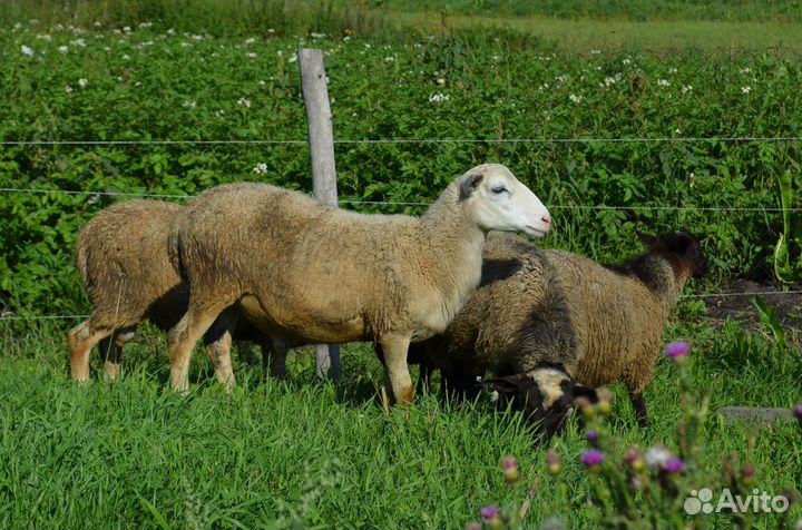 Ягнята барашки Катумские Романовские