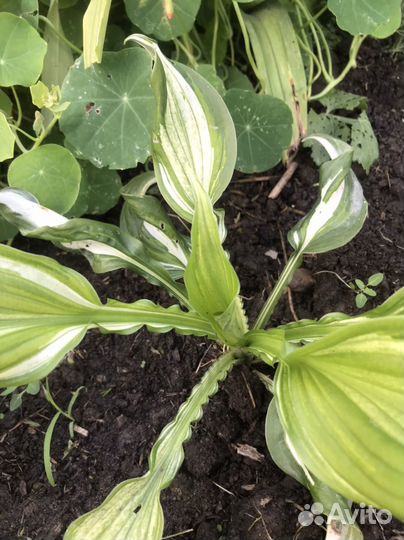 Хоста растение