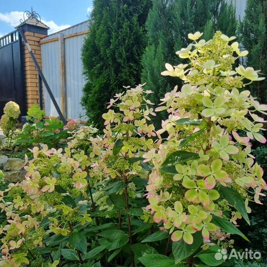 Гортензия метельчатая