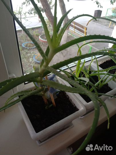 Алоэ лечебный