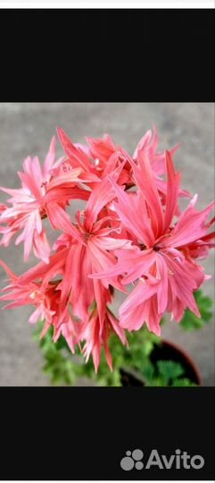 Пеларгония стеллар сортовая