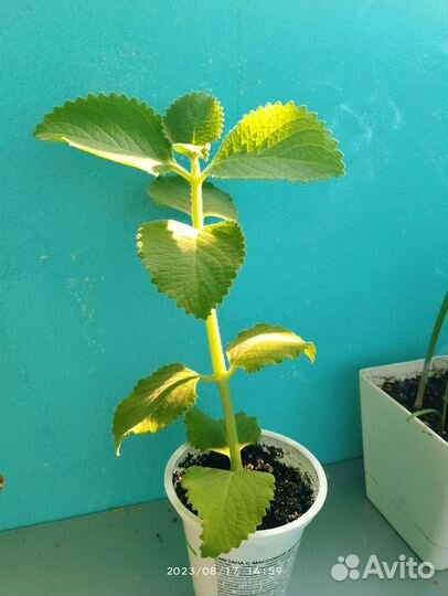 Мята домашняя