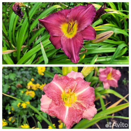 Многолетние цветы для дома и дачи