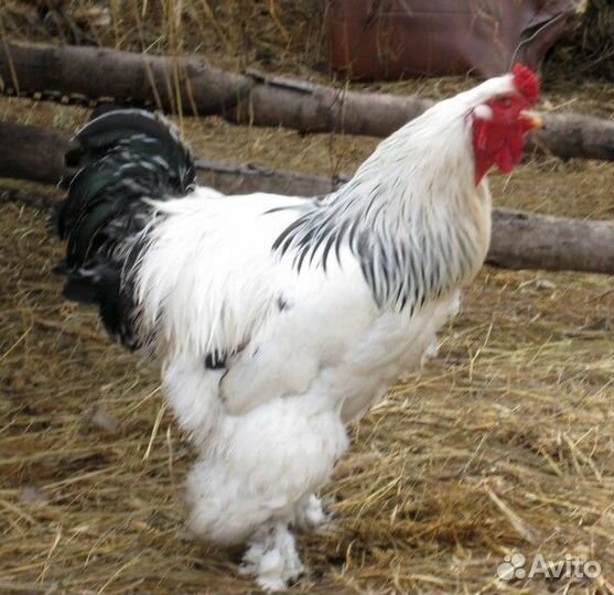 Продам петухов
