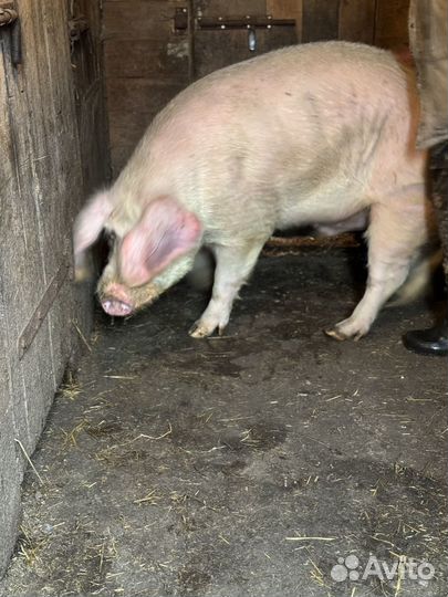 Хряк ландрас