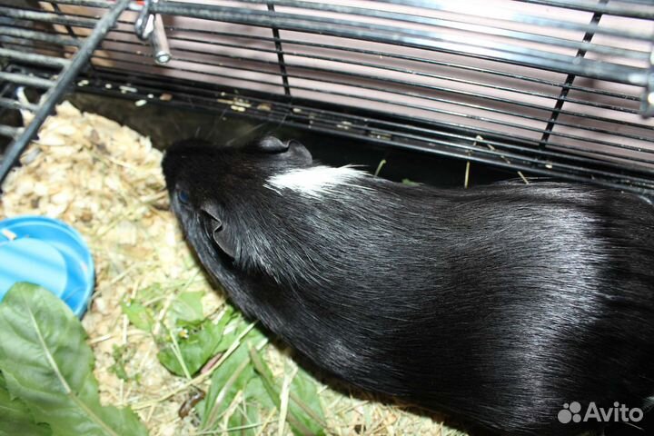 Морские свинки