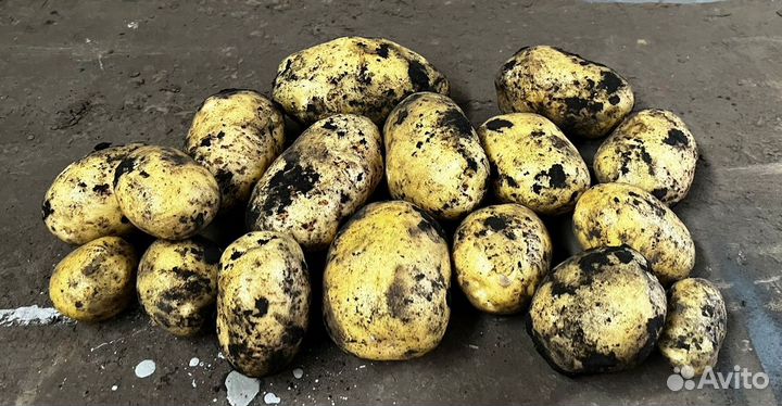 Продам картофель оптом