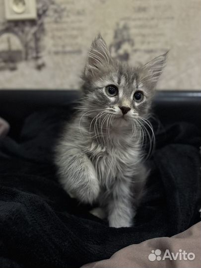 Котенок девочка в добрые руки