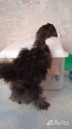 Куры молодки