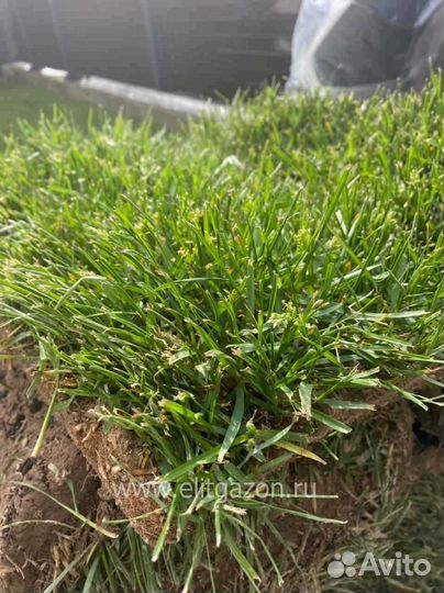 Рулонный газон, укладка, продажа