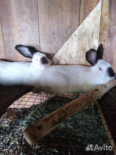 Калифорнийские кролики