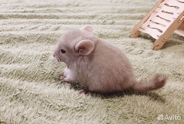 Шиншиллята