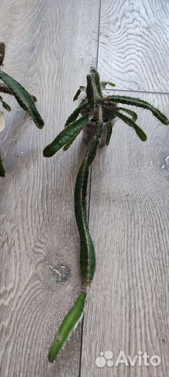 Кактусы и суккуленты