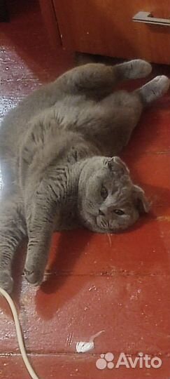 Кошки вислоухие