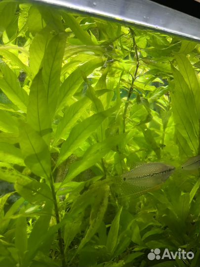 Растения в аквариум живые