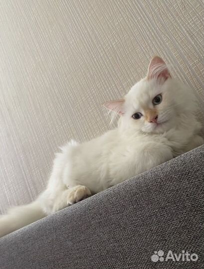 Кошка бесплатно