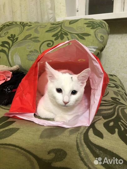 Отдам котёнка в добрые руки