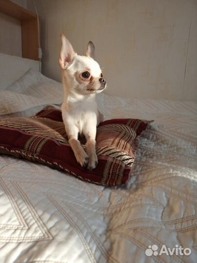 Домашняя индивидуальная передержка собак