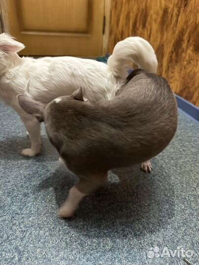 Чихуахуа вязка мини мальчик