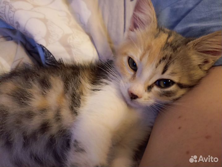 Котенок