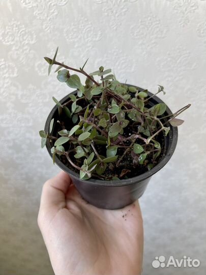 Традексанция мелколистная