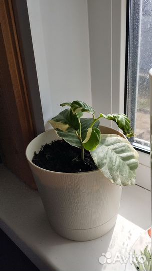 Лимон вариегатный, комнатные растения, кофе