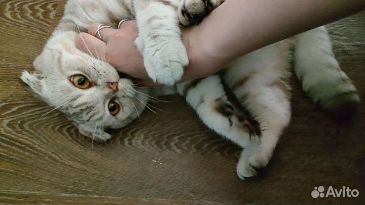 Кот в дар