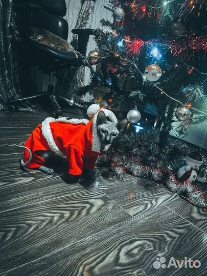 Канадский сфинкс