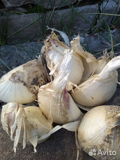 Чеснок для посадки