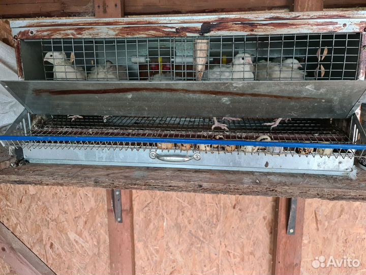 Перепелки - несушки