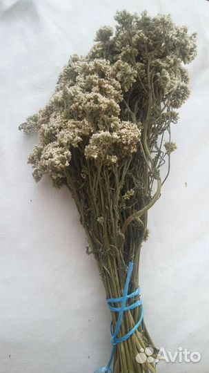 Тысячелистник