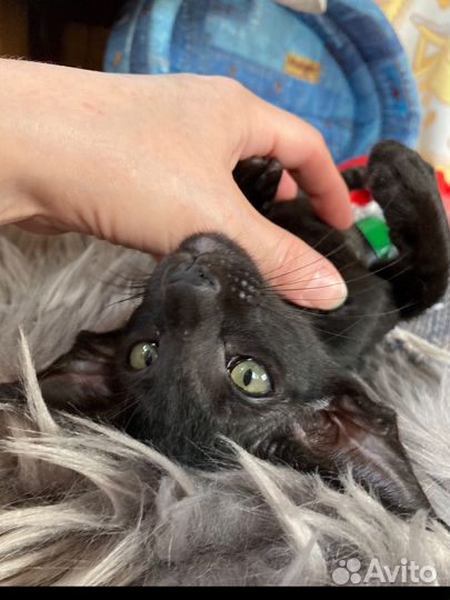 Черный ориентальный мальчишка