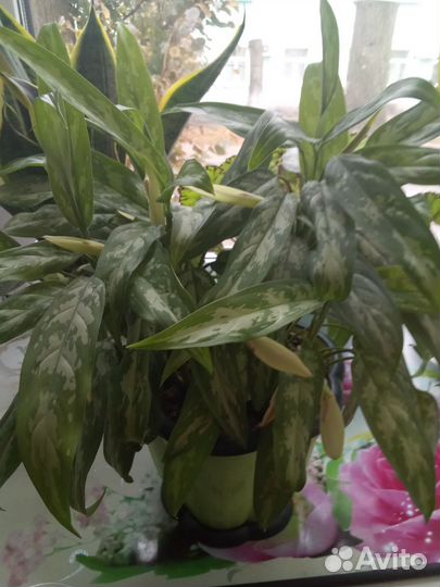 Комнатные цветы