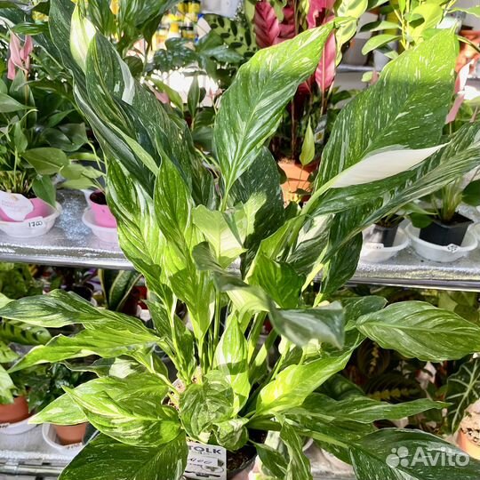 Спатифиллум даймонд