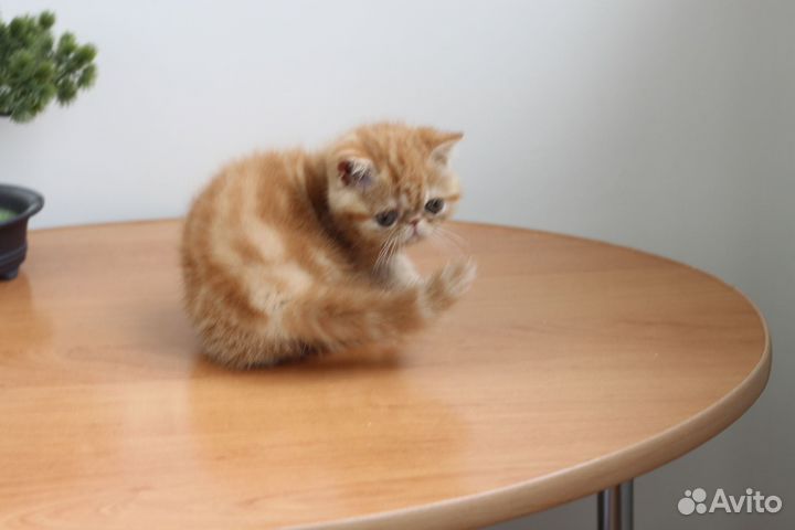 Кошечка экзот