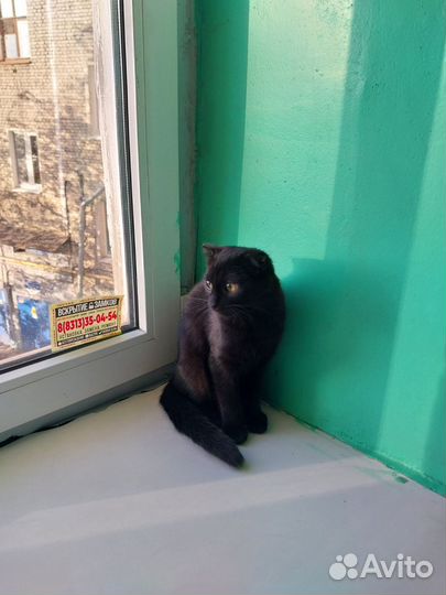 Котик вислоухий