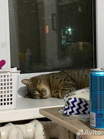 Кошка в дар