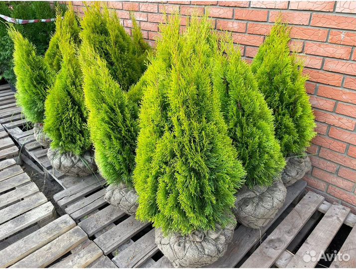 Туя колумна 2 м