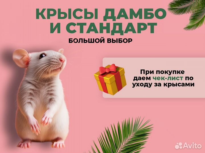Крыса Дамбо. Крысята стандарт. Большой выбор