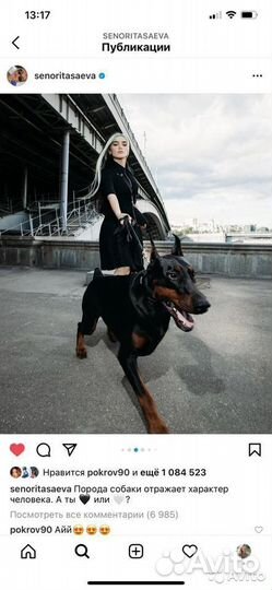 Фотосессия с доберманом, клипы, селебрити и брэнды