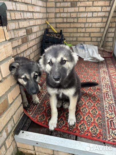 Кабель и сука Метис Восточноевропейская овчарка