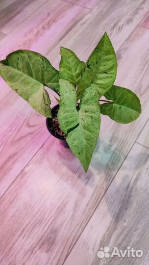 Сингониумы сортовые 3