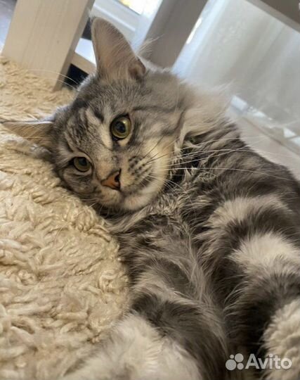 Отдам кота в добрые руки