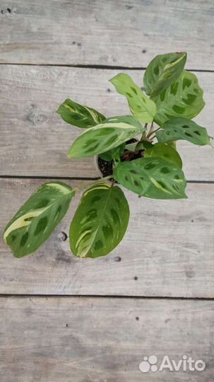 Маранта бьюти ким